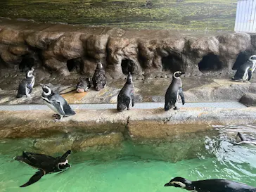 しながわ水族館に投稿された画像（2026/8/23）