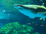 しながわ水族館に投稿された画像（2026/8/23）