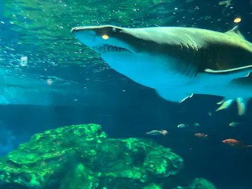 しながわ水族館に投稿された画像（2026/8/23）