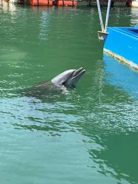 下田海中水族館に投稿された画像（2026/8/23）