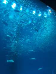 アクアワールド茨城県大洗水族館に投稿された画像（2026/8/23）