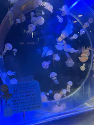 名古屋港水族館に投稿された画像（2026/8/23）