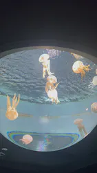 サンシャイン水族館に投稿された画像（2026/8/23）