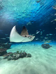 サンシャイン水族館に投稿された画像（2026/8/23）