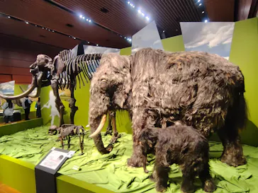 特別展「氷河期展　人類が見た４万年前の世界」（福岡会場）に投稿された画像（2026/8/23）