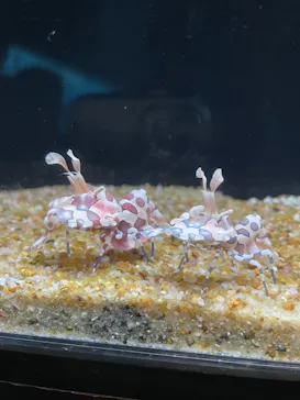 大分マリーンパレス水族館 「うみたまご」に投稿された画像（2026/8/23）
