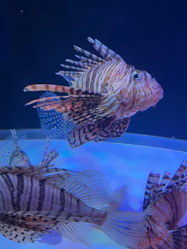 大分マリーンパレス水族館 「うみたまご」に投稿された画像（2026/8/23）