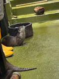 竹島水族館に投稿された画像（2026/8/23）