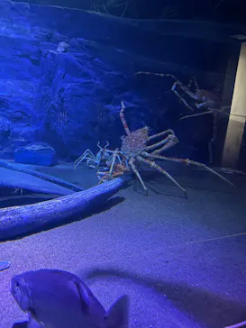 竹島水族館に投稿された画像（2026/8/23）