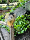 伊豆シャボテン動物公園に投稿された画像（2026/8/23）