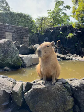 伊豆シャボテン動物公園に投稿された画像（2026/8/23）