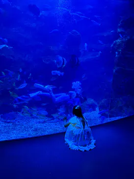 京都水族館に投稿された画像（2026/8/23）