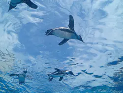 サンシャイン水族館に投稿された画像（2026/8/23）
