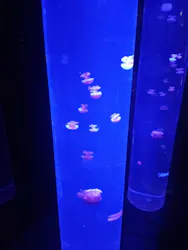 サンシャイン水族館に投稿された画像（2026/8/23）