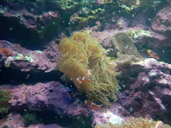 サンシャイン水族館に投稿された画像（2026/8/23）
