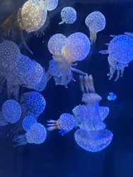 名古屋港水族館に投稿された画像（2026/8/23）