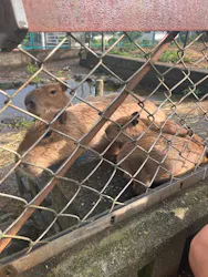 日立市かみね動物園に投稿された画像（2026/8/23）