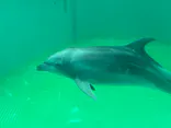 しながわ水族館に投稿された画像（2026/8/23）