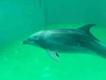 しながわ水族館に投稿された画像（2026/8/23）