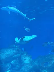 アクアワールド茨城県大洗水族館に投稿された画像（2026/8/23）