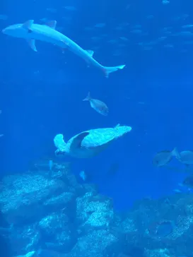 アクアワールド茨城県大洗水族館に投稿された画像（2026/8/23）