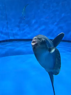 アクアワールド茨城県大洗水族館に投稿された画像（2026/8/23）