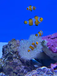 アクアワールド茨城県大洗水族館に投稿された画像（2026/8/23）
