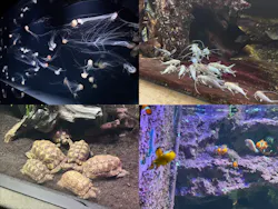サンシャイン水族館に投稿された画像（2026/8/23）