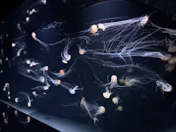 サンシャイン水族館に投稿された画像（2026/8/23）
