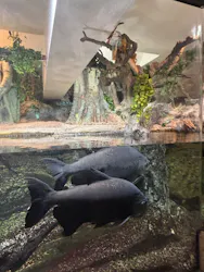 サンシャイン水族館に投稿された画像（2026/8/23）