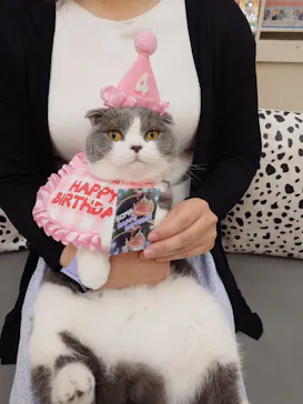 猫カフェモカ イオンモール神戸北店に投稿された画像（2026/8/23）