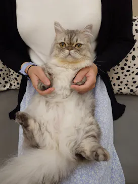 猫カフェモカ イオンモール神戸北店に投稿された画像（2026/8/23）