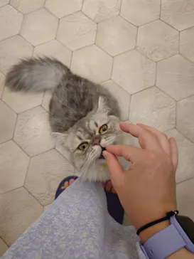 猫カフェモカ イオンモール神戸北店に投稿された画像（2026/8/23）