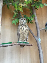 Moff animal cafe 小田原ダイナシティ店に投稿された画像（2026/8/23）