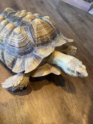 Moff animal cafe 小田原ダイナシティ店に投稿された画像（2026/8/23）