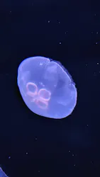 サンシャイン水族館に投稿された画像（2026/8/23）