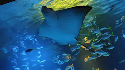サンシャイン水族館に投稿された画像（2026/8/23）