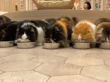 猫カフェモカ　イオンモール幕張新都心店に投稿された画像（2026/8/23）