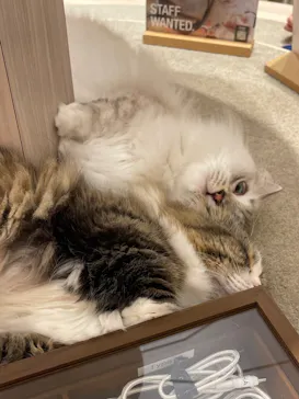 猫カフェモカ　イオンモール幕張新都心店に投稿された画像（2026/8/23）