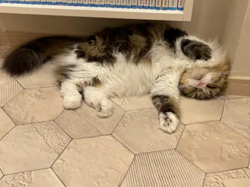 猫カフェモカ　イオンモール幕張新都心店に投稿された画像（2026/8/23）