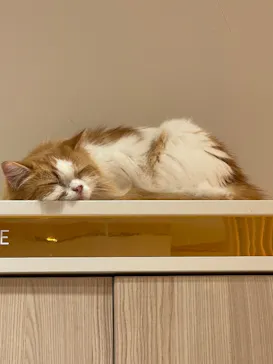 猫カフェモカ　イオンモール幕張新都心店に投稿された画像（2026/8/23）