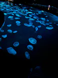 すみだ水族館に投稿された画像（2026/8/23）