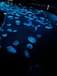すみだ水族館に投稿された画像（2026/8/23）