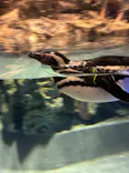 すみだ水族館に投稿された画像（2026/8/23）