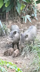 御菓子御殿　名護店　やんばる亜熱帯の森DINO恐竜PARKに投稿された画像（2026/8/23）