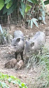 御菓子御殿　名護店　やんばる亜熱帯の森DINO恐竜PARKに投稿された画像（2026/8/23）