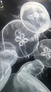 仙台うみの杜水族館に投稿された画像（2026/8/23）