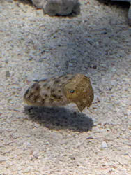 サンシャイン水族館に投稿された画像（2026/8/23）
