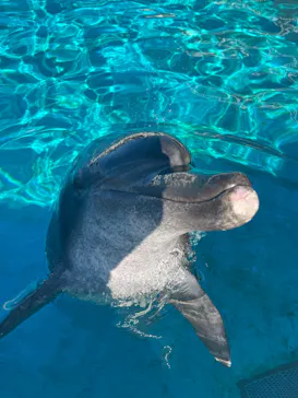 沖縄美ら海水族館（館内体験）に投稿された画像（2026/8/23）