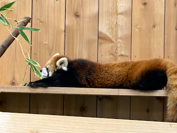 伊豆シャボテン動物公園に投稿された画像（2026/8/23）